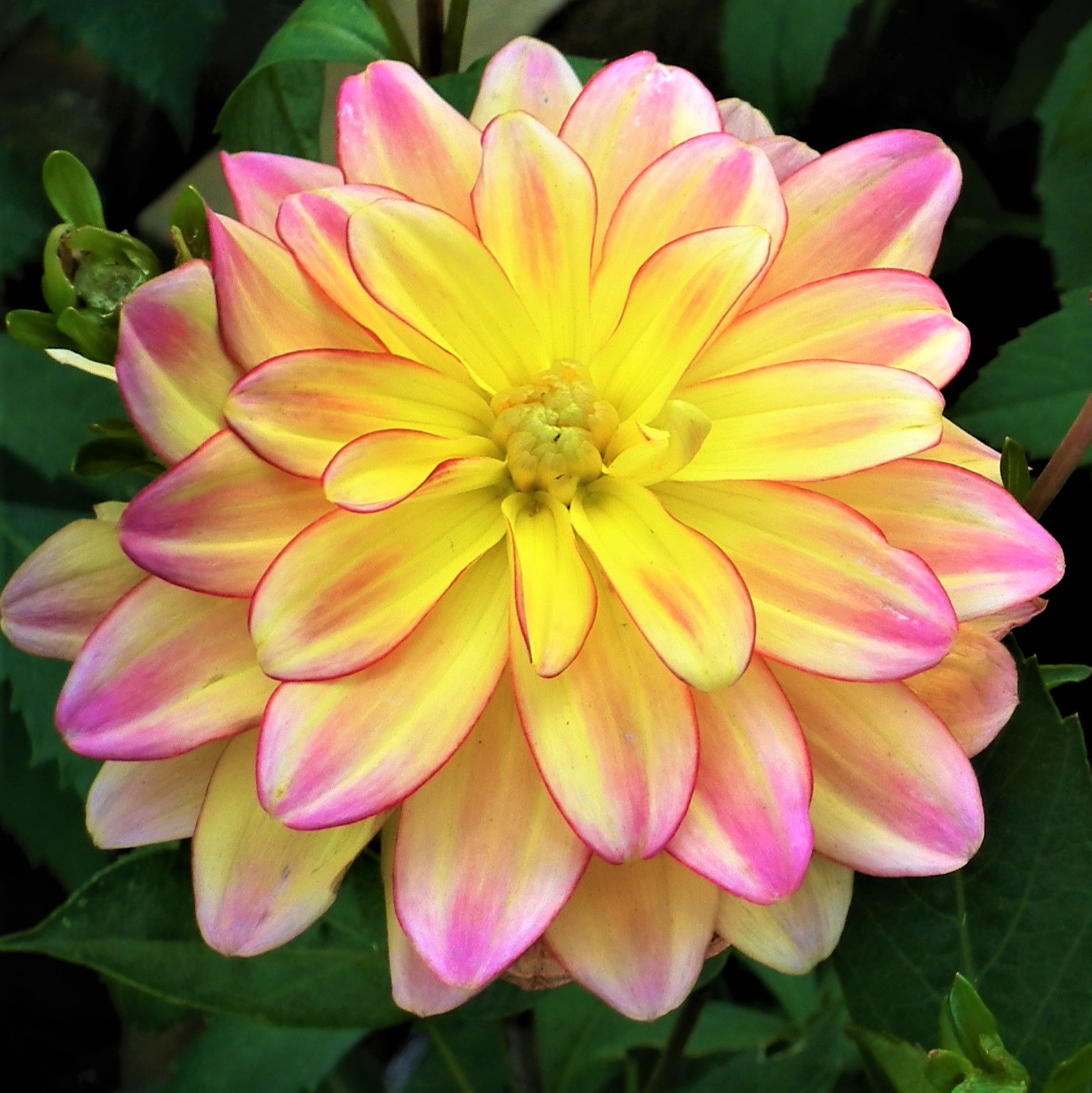 Dahlia Pacific Ocean